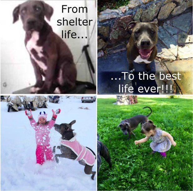 Adopt Don’t Shop! #SaveALife (Photo Credit: <a href="/frontstreetlife/">Team Front Street</a>)
