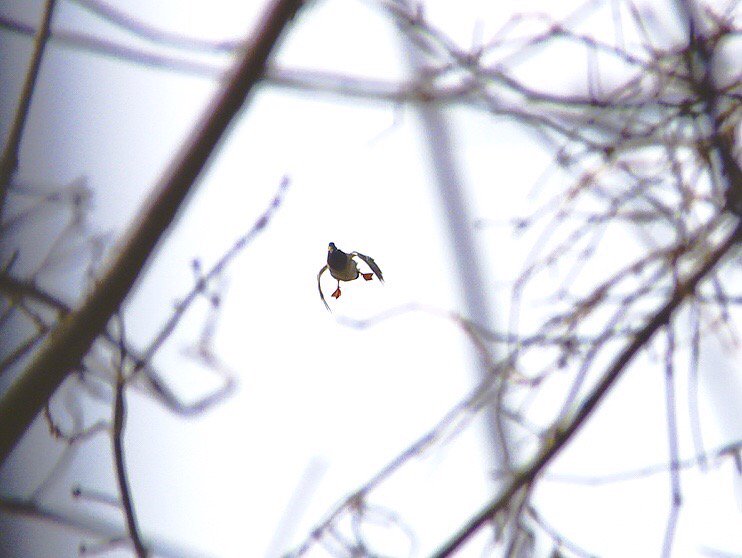 Committed. <a href="/JaseDuckman/">Jase Robertson</a> <a href="/stoneduckman/">Jay Stone</a> <a href="/GodwintheWalrus/">John Godwin</a> <a href="/friar_martin_dc/">Justin Martin</a> <a href="/Duck_Commander/">Duck Commander</a>