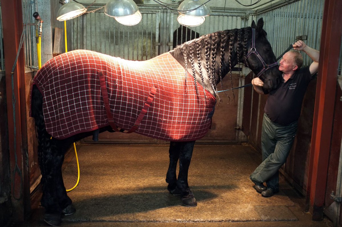 boomcymru's tweet photo. Ceffylau gwaith sydd dan sylw heno am 8.25 | Tonight's programme looks at Horses at work at 8.25 @S4C #ceffylaucymru https://t.co/rQHS251v96