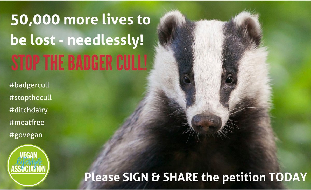 V15USR's tweet photo. Sign and RT the petition to stop expansion of #badgercull to kill 50,000 more badgers https://t.co/JXALkIU44T #vegan https://t.co/oqui4Uh6WJ