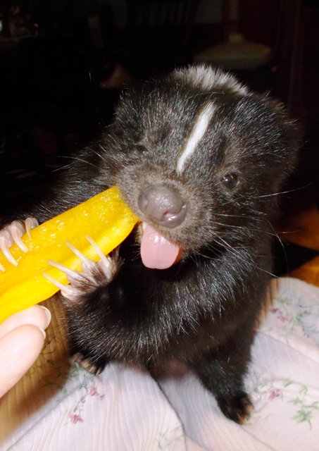 CathyDalgleish's tweet photo. A pet skunk is perfect for the responsible pet owner.  #skunksaspets  #petskunks #lovesunks  #adorablepets https://t.co/zIoSGUhFjR