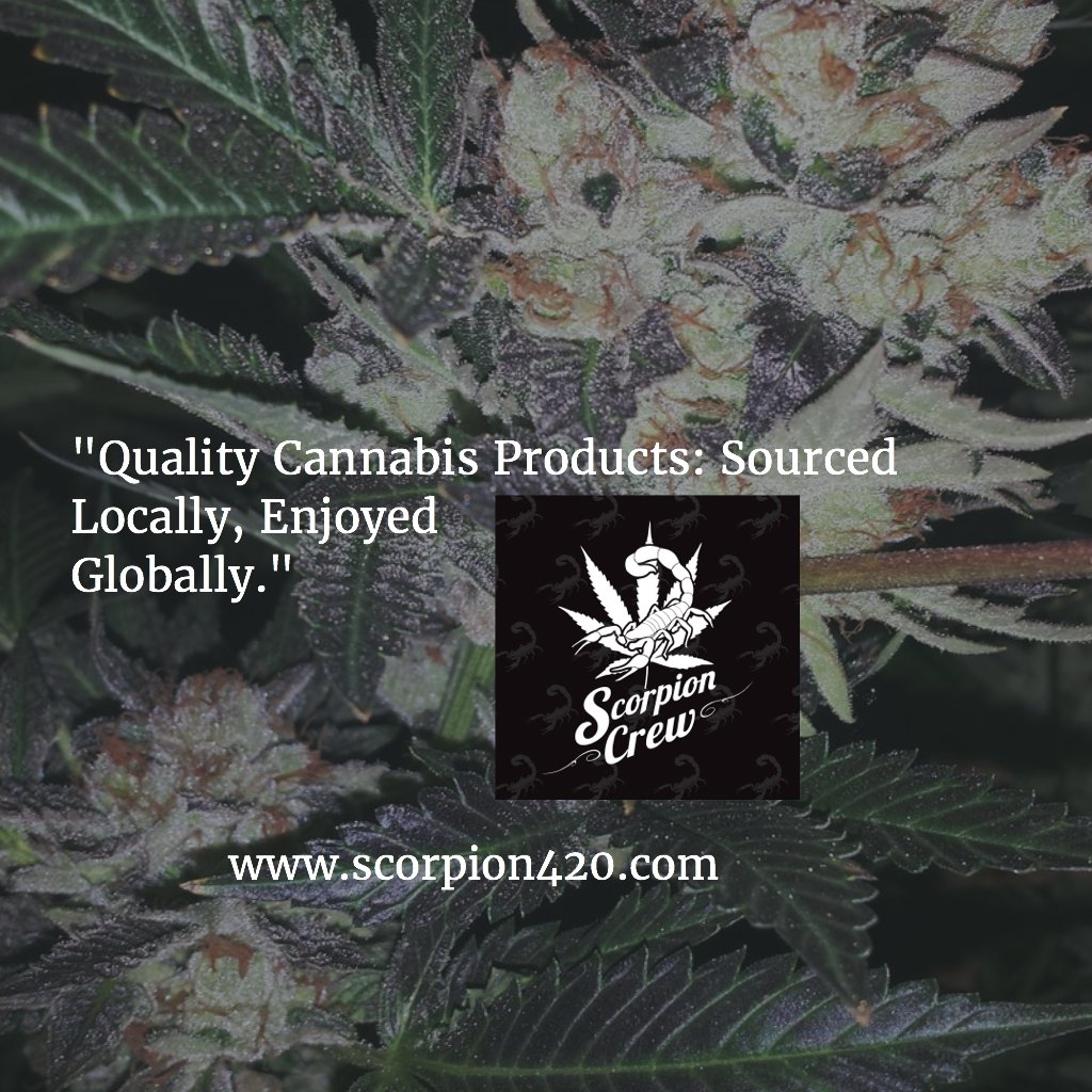 ScorpionGlobal's tweet photo. #ScorpionCrew Representing the OC and Worldwide🍁😎👊 https://t.co/yGkjBFdEJQ