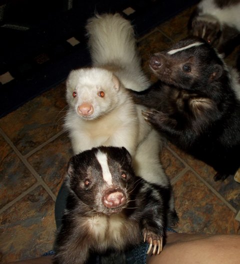 CathyDalgleish's tweet photo. Skunks As Pets should be legal in all states. #petskunks #loveskunks #oregon https://t.co/GiaiEKTN5g