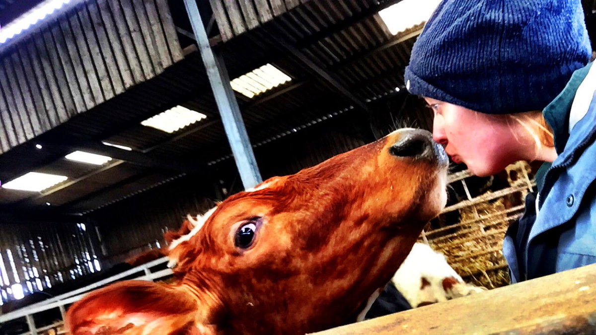 emilyvallis's tweet photo. Me and my main girl #teamdairy #🐮 https://t.co/L4DmZVr6OD