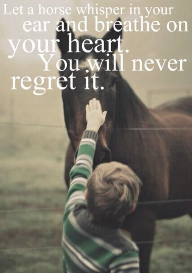 Let a horse whisper on your heart and you'll never regret it! #regret #horsewhisper #horses #equestrian #EquineHour