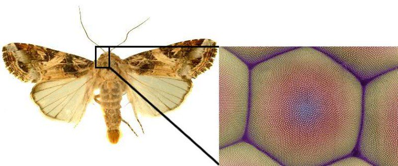 Gizmodo's tweet image. Graphene patterned after moth eyes could give us &apos;smart wallpaper&apos; gizmo.do/EaMz2I8