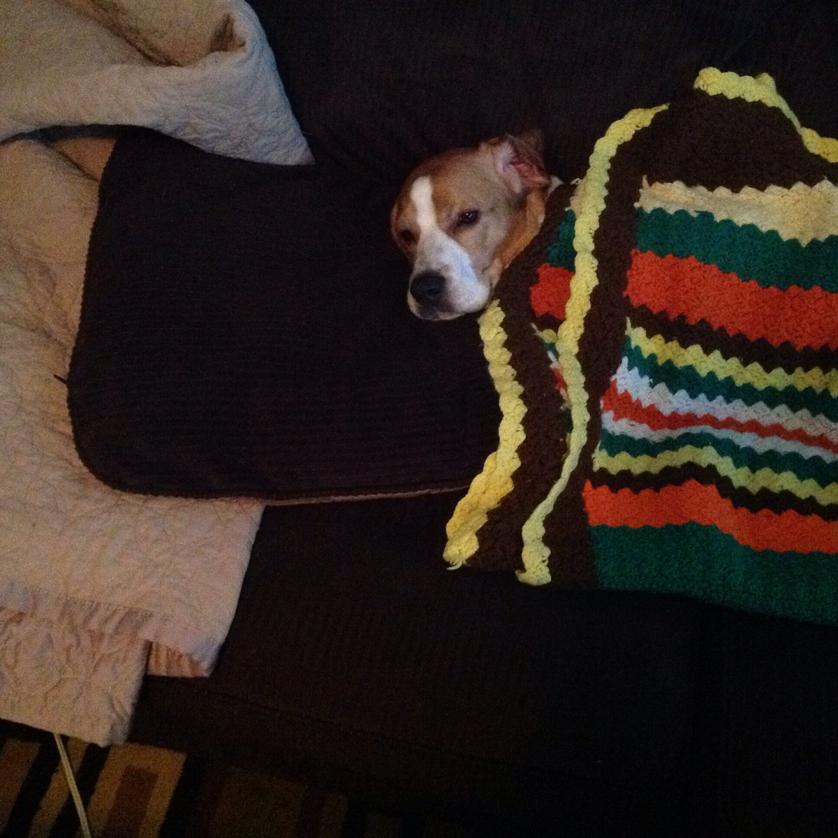 SkipBeagle's tweet photo. I took a nap this afternoon. My person tucked me in so that I was nice and cozy! @beaglefreedom https://t.co/IE4trWh3vK