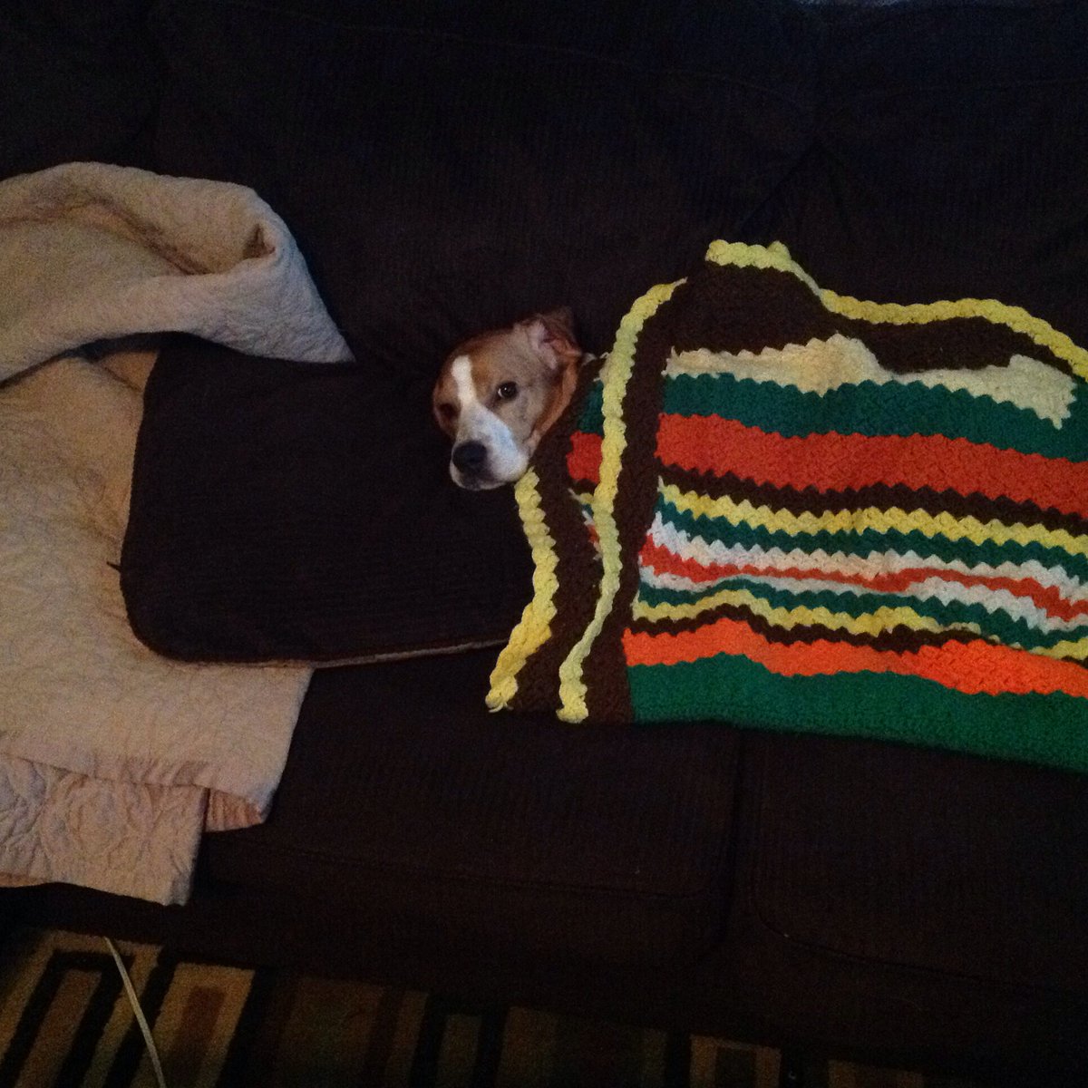 SkipBeagle's tweet photo. I took a nap this afternoon. My person tucked me in so that I was nice and cozy! @beaglefreedom https://t.co/IE4trWh3vK