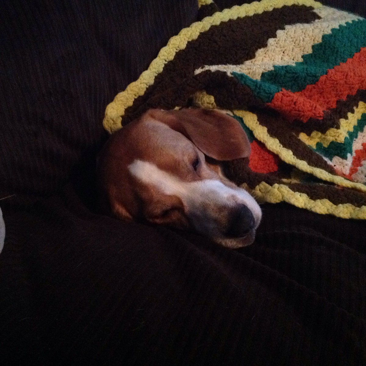 SkipBeagle's tweet photo. I took a nap this afternoon. My person tucked me in so that I was nice and cozy! @beaglefreedom https://t.co/IE4trWh3vK