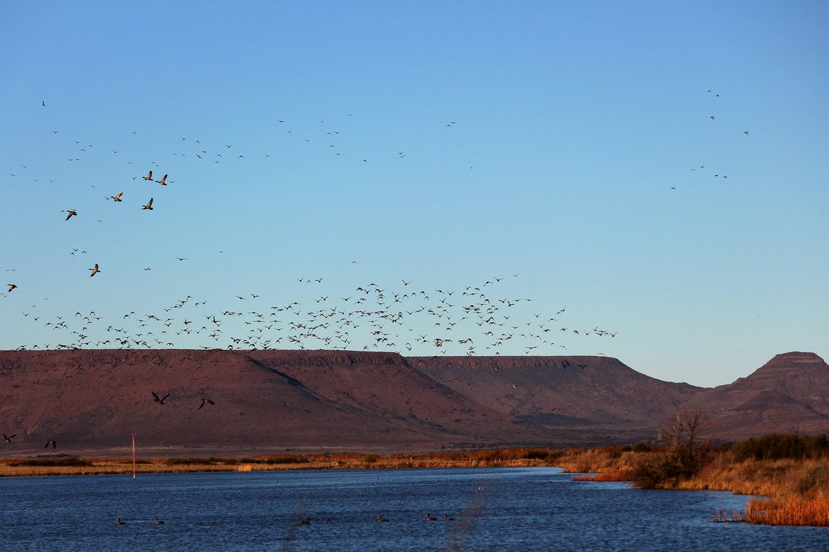 WingshootAfrica's tweet photo. Egyptian geese flocking in gr8 numbers at the moment #wingshootafrica #DucksUnlimited #wingshootingtheworld https://t.co/YNvhdaBCLa