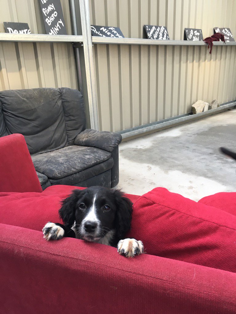 Hide and seek at <a href="/MADRADogRescue/">MADRA Mutts Anonymous Dog Rescue & Adoption</a> little 'sprollie' pup <a href="/serendipityxx7/">Carrie</a> @EileenKeleghan <a href="/fourpawsapp/">FourPaws</a>
