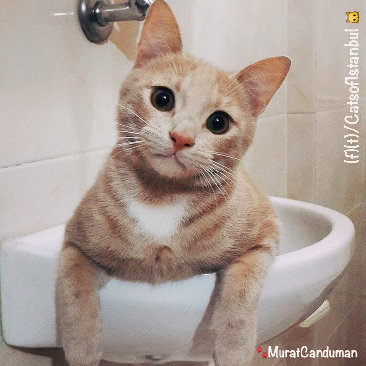 Yatıyor musun? | Going to bed? 🌙🐱✨ via <a href="/muratcanduman/">muratcan duman</a> 😘 #istanbulkedileri #istanbul #catlover #love #life ❤️