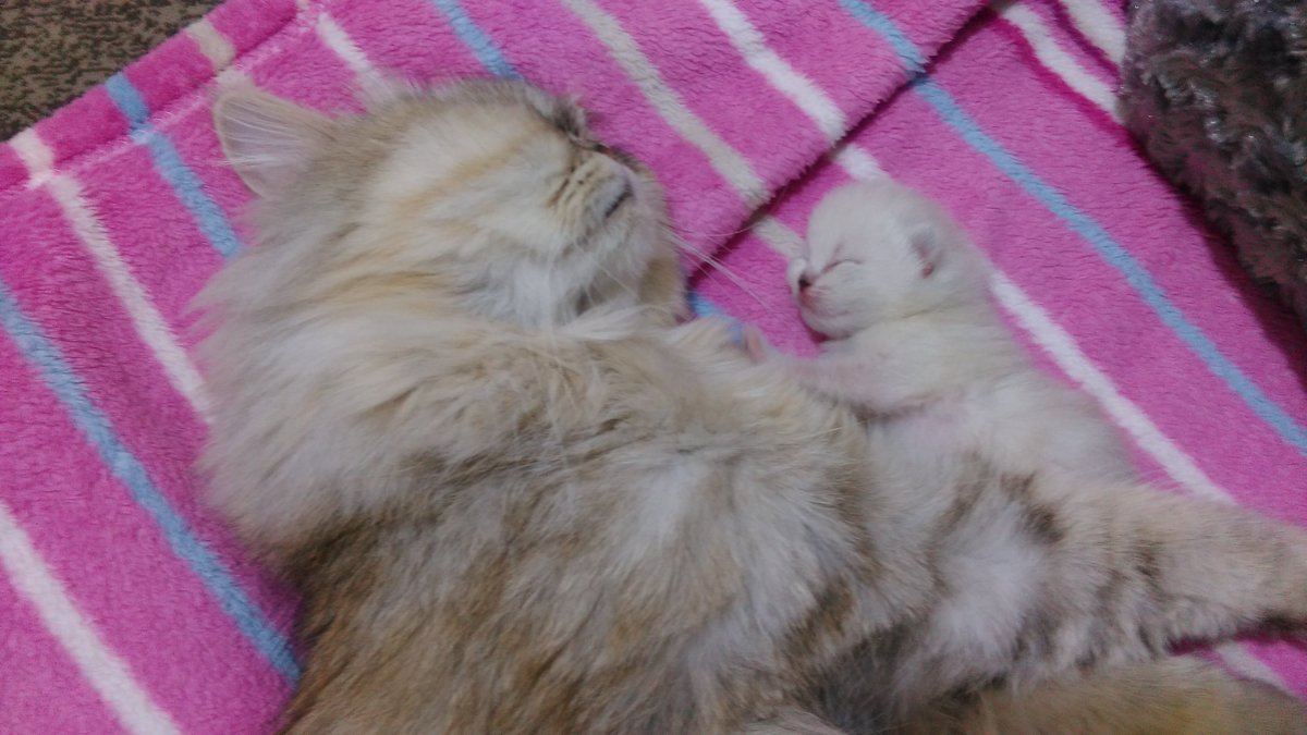 #nedesemki babasina çekmiş :)