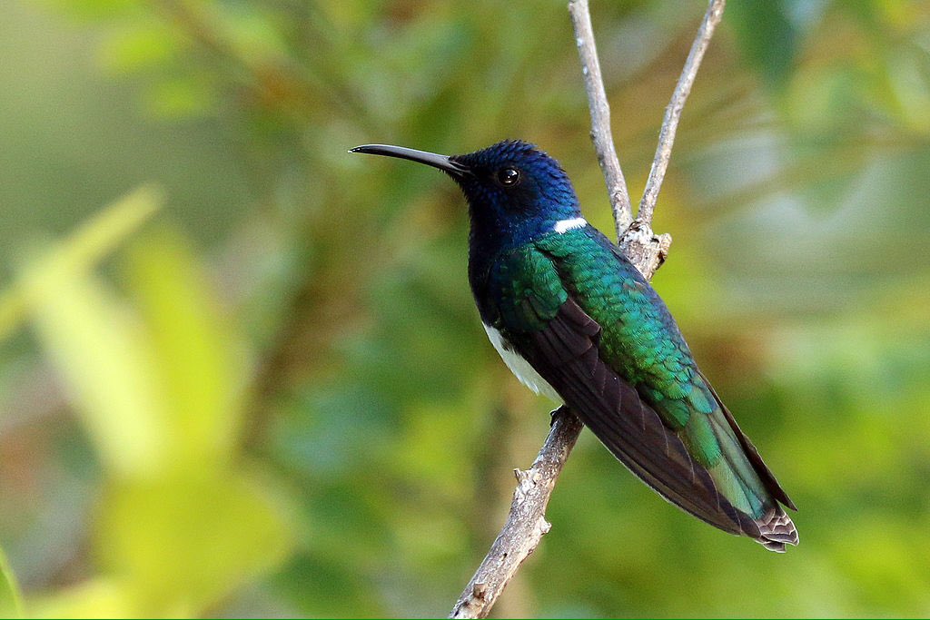 ConsGovOx's tweet photo. Most represented #Brazilian hummers, parrots, toucans &amp; woodpeckers on Intl. websites https://t.co/szum5UjVpZ  2/2 https://t.co/jz828veL5s