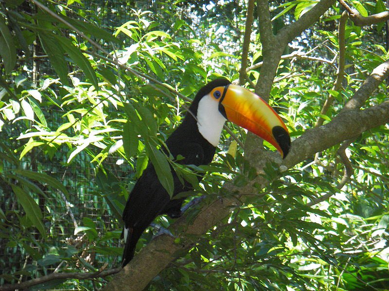 ConsGovOx's tweet photo. Most represented #Brazilian hummers, parrots, toucans &amp; woodpeckers on Intl. websites https://t.co/szum5UjVpZ  2/2 https://t.co/jz828veL5s