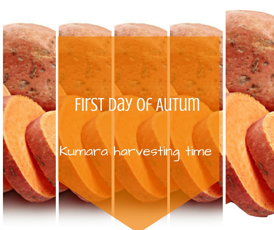 KumaraFusion's tweet photo. #autum has arrived to #NewZealand #kumaralovers. Harvesting time https://t.co/Lp5biVVD7J