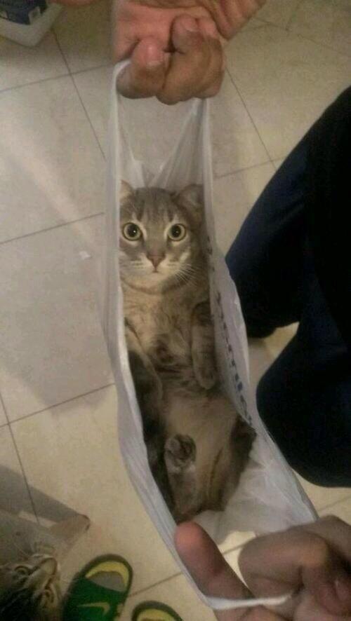 FullCatHouse's tweet photo. This is not what I bought. https://t.co/WxCYUlwEDm