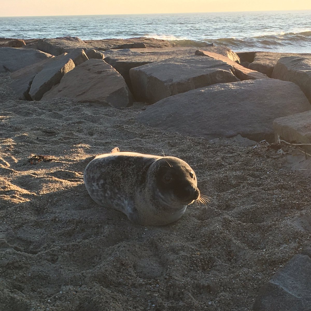 BrianAFabiano's tweet photo. 39 years in New England, I've never seen a seal at the beach.  This guy shows up while I'm capturing sunset. https://t.co/QfLXRy5Vad