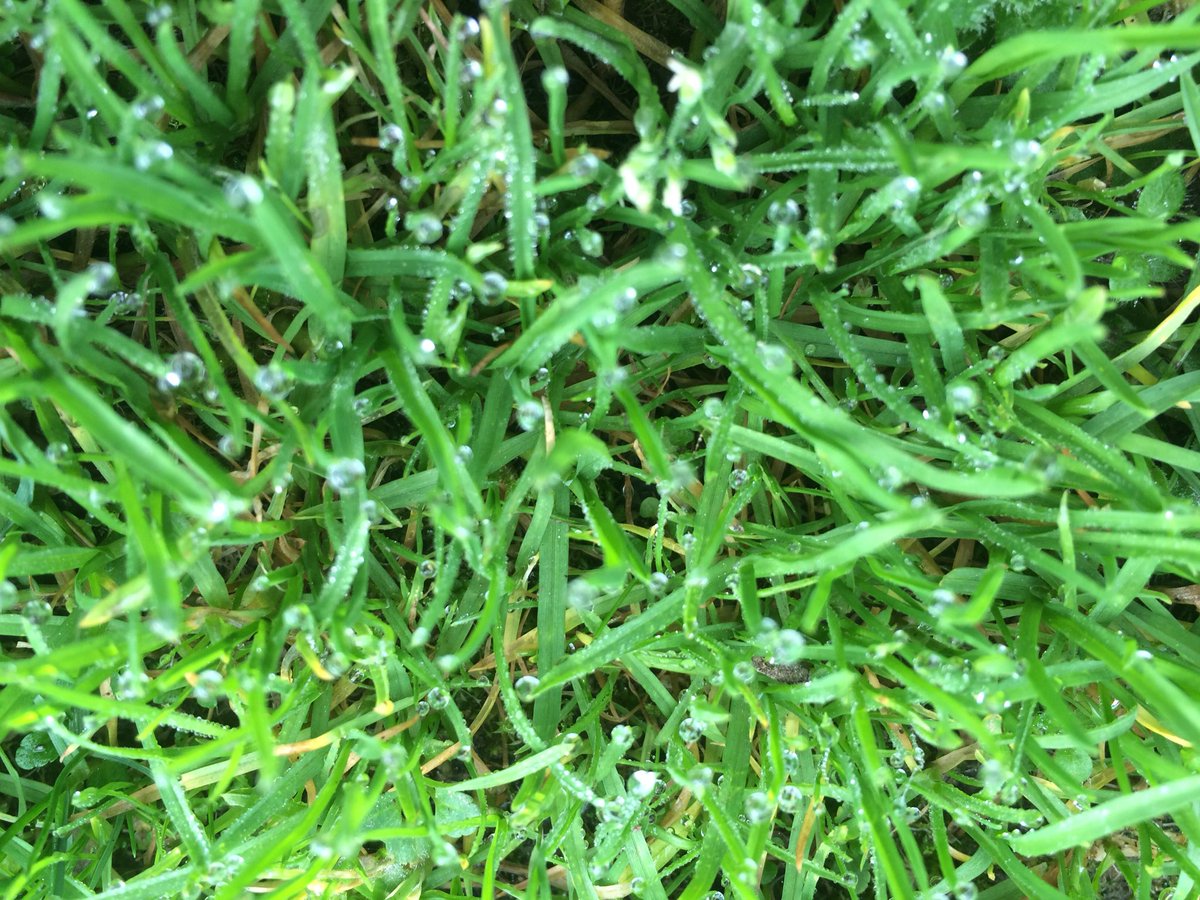 cibi1974's tweet photo. Dernier jour #challenge #flow29jours
#couleur du jour VERT nature
@flowmagazine_fr cc @Ca_Roy_line @IsabelleTheodet https://t.co/5reysLBfr9