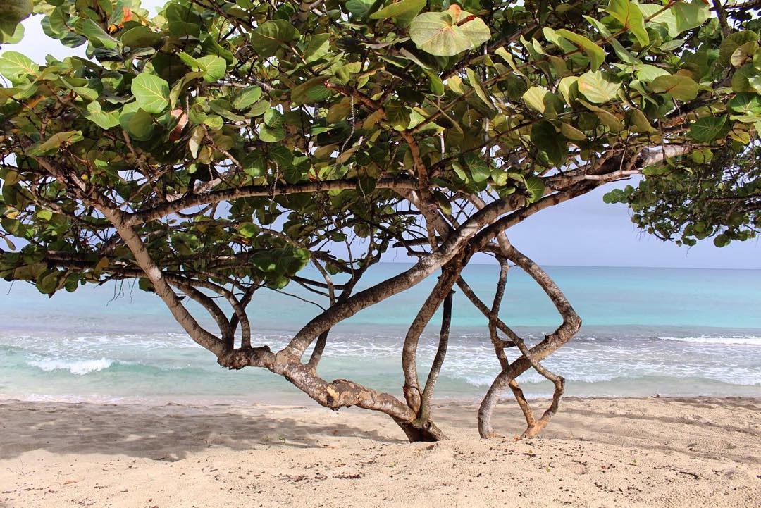 arbogalicia's tweet photo. Sea grape tree #aqua_gallery #beachday #beachlife #caribbean #caribbeansea #Grenada #gopuregrenada #ic_water #ig_gr… https://t.co/DldsNhOD3Z