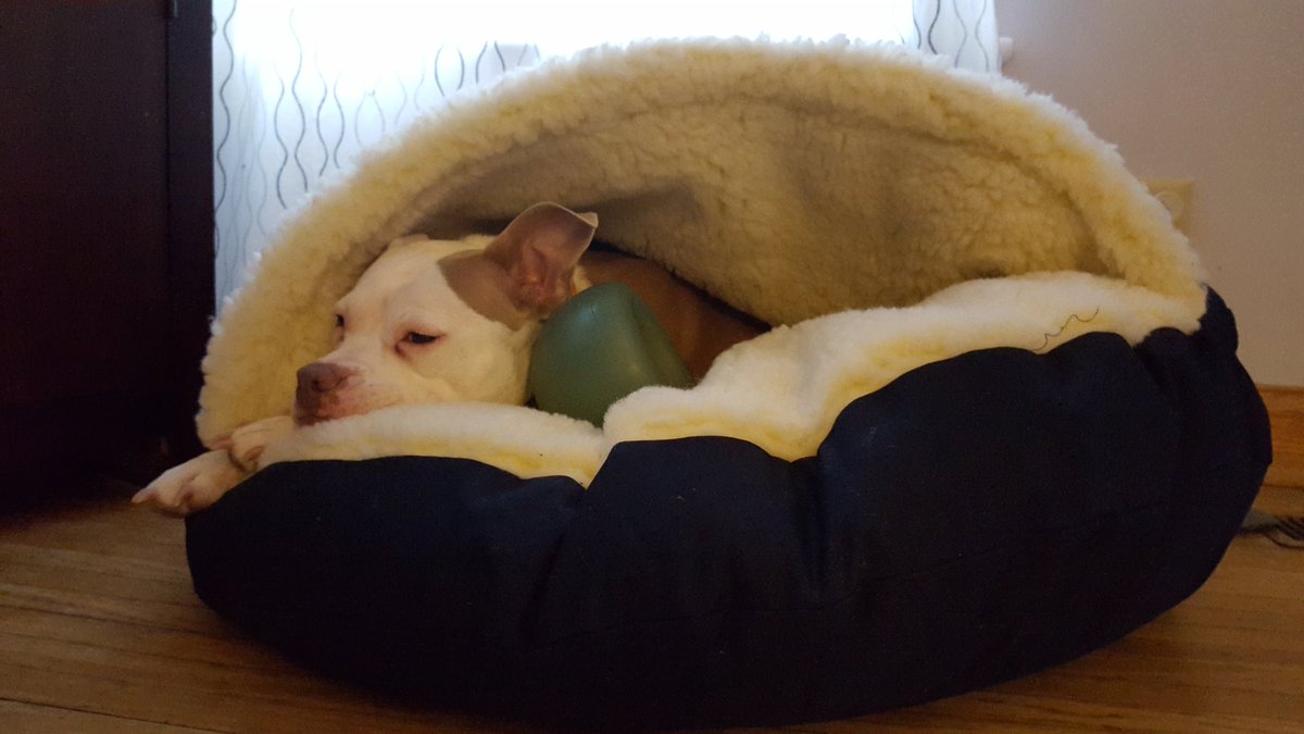 TheSaraErnest's tweet photo. @Boldwoman #notabully #dontbullymybreed #happypitty https://t.co/9tvTkxAsqu