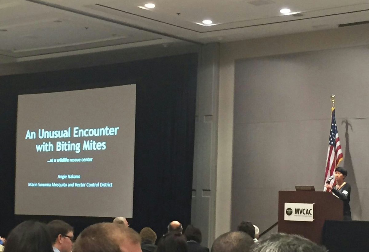 MSMVCD's tweet image. Our very own, Angie Nakano, presenting on "An Unusual Encounter with Biting Mites". Great job!  #mvcac2016
