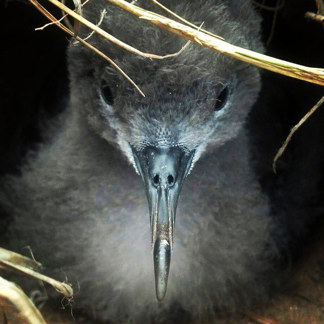 Nui Seabird Recovery Project is now on Twitter! #Mauinui_Seabird #seabirds #saveourseabirds #maui #conservation