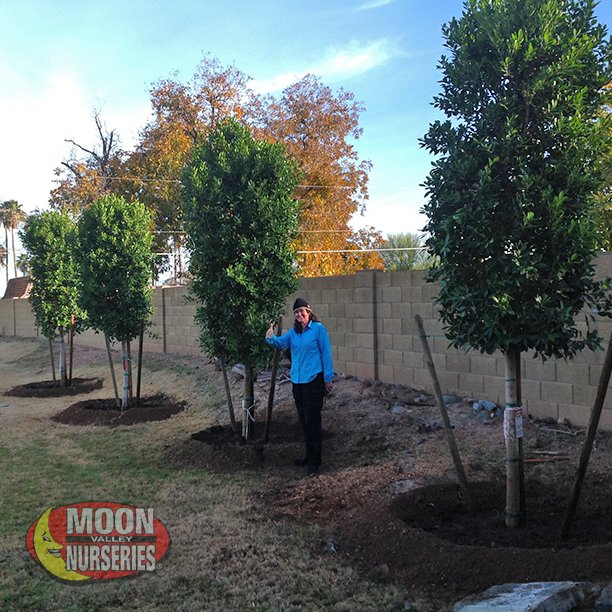 Moon Valley Nurseries Mesa Gilbert Az 480 648 0943 Twitter
