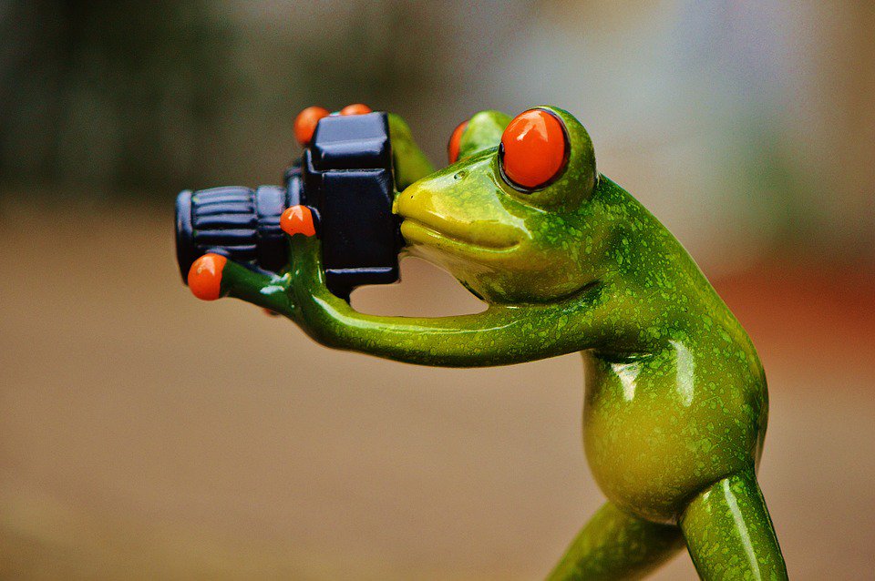 PlymouthCards's tweet photo. Couldn't resist #leapday #photography #frogs https://t.co/kGq8oDCDr6