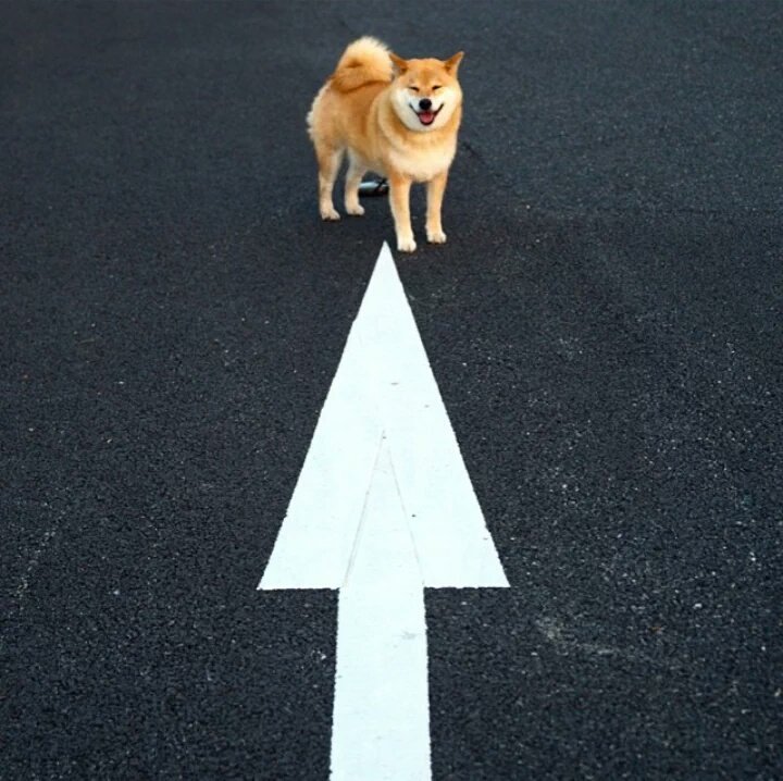 DogeTheDog's tweet photo. Wow
         Such arrow
    Only true direction in life is shibe https://t.co/GljJ3PbFEe