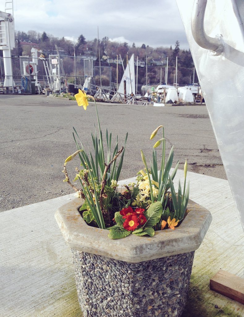 RVYClub's tweet photo. Signs of spring about the foreshore. #springinvictoria https://t.co/2xNTkNpHwF
