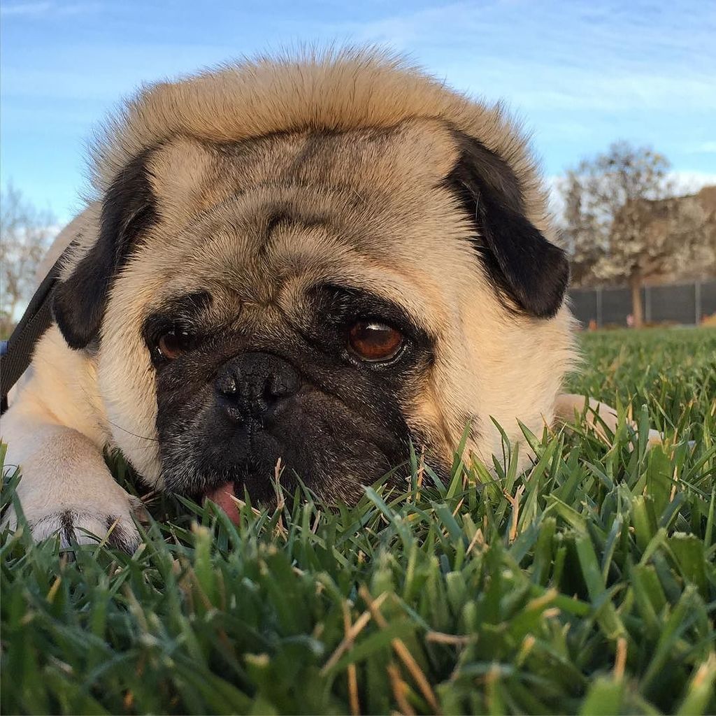 Puglee_Pug's tweet photo. Working on his Lion impression 
#neckfluff #giveafluff #puglife #pugs #pug #pugsofinstagram by fastpug https://t.co/924yAHhdf6