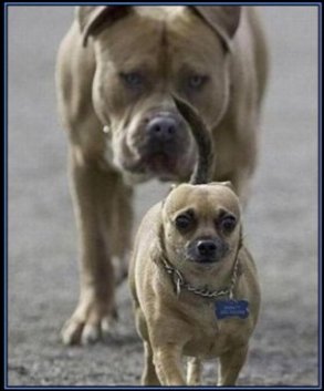 LindaSuhler's tweet photo. Oh, #LittleMarco.
You are in SO much trouble.
#Rubio = #Gangof8 = #ProOpenBorders = #Amnesty
#Trump2016
#SECPrimary https://t.co/YgxKDogMSx