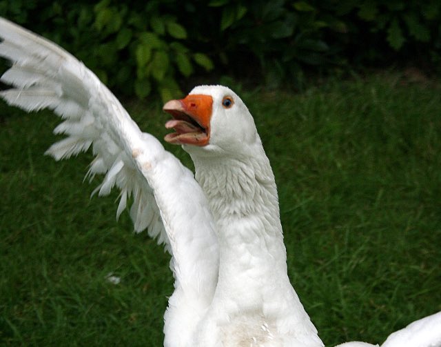 roidsquotes's tweet photo. *goes to kiss girl* *heckles geese first* https://t.co/7nBVya5ZCK