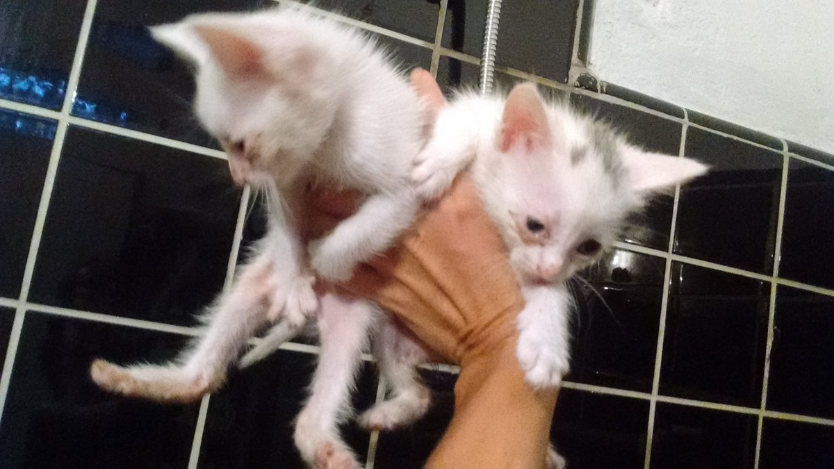 SabriCecilia's tweet photo. Tránsito de confianza para 4 gatitos bebes??!!!! Quien me da una mano?? https://t.co/C4ny14vExl