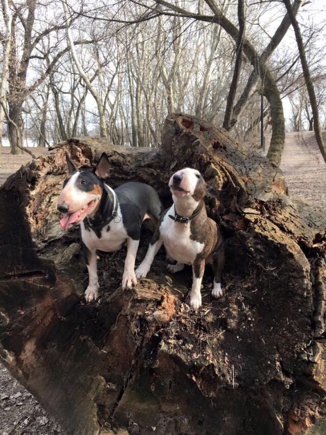 _BullTerriers's tweet photo. Hold hands and jump?! 😀 https://t.co/CRab8hTZql