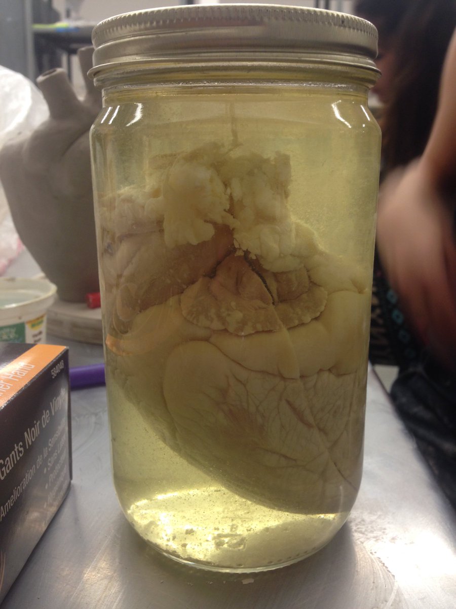 taymbro's tweet photo. When ceramics turns into biology. #sheepheart https://t.co/BqU5QjtR03