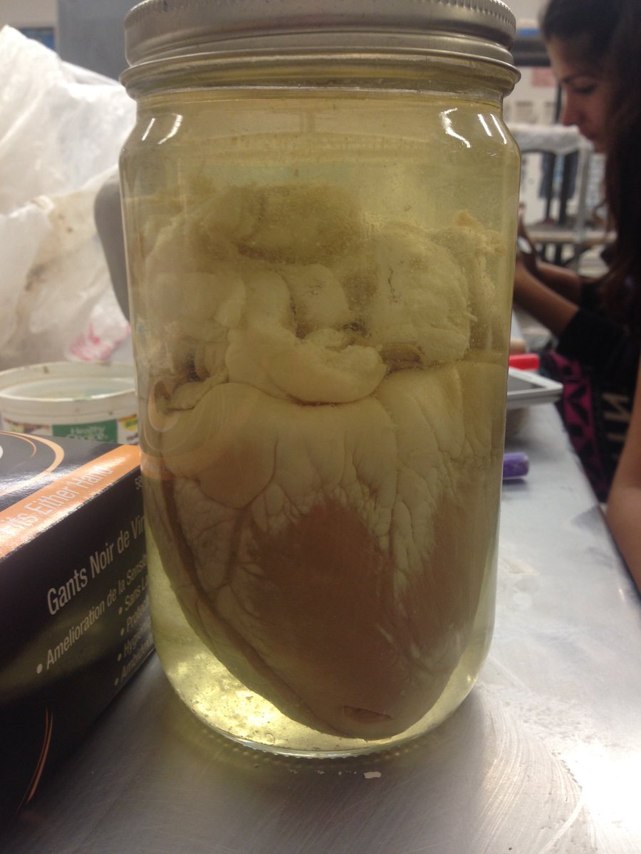taymbro's tweet photo. When ceramics turns into biology. #sheepheart https://t.co/BqU5QjtR03