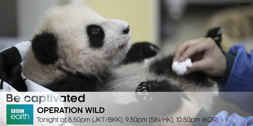BBCEarthAsia's tweet photo. .@clarebalding brings you to China tonight to find out how adorable baby pandas are kept alive #OperationWild https://t.co/bwhhp125cx