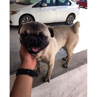 Joy_PhotoCam's tweet photo. El bebe más hermoso😍 #inlove #babyromeo #pug https://t.co/nRj9H5ioOB https://t.co/EEmhyIGOrv