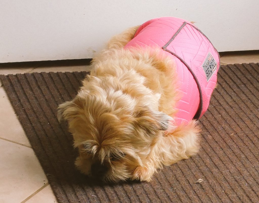 stef2no's tweet photo. #theprin relaxing in her new #thundershirt #mustlovedogs #puppy #dogsoftwitter https://t.co/AUF1qUh5TC