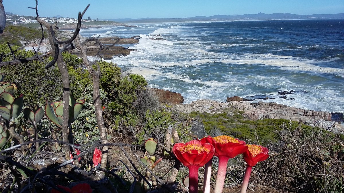 gillian_louw's tweet photo. Haemanthus sanguineus  on the Hermanus cliff path https://t.co/xOuoZzDEkX