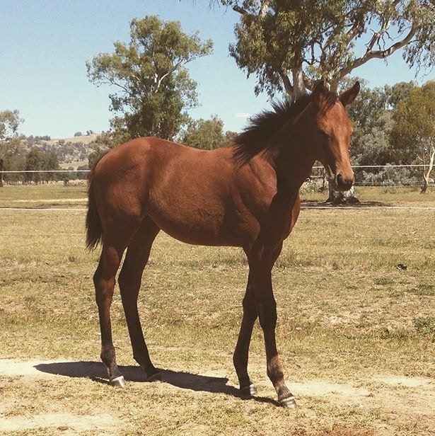 BorderBldstk's tweet photo. Fast 'N' Famous foals from his first Australian bred crop @JinderaPark #GreatTypes #BornToWin #ProvenGroupOneSire https://t.co/pGrx2xeIrg