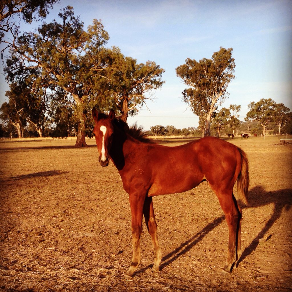 BorderBldstk's tweet photo. Fast 'N' Famous foals from his first Australian bred crop @JinderaPark #GreatTypes #BornToWin #ProvenGroupOneSire https://t.co/pGrx2xeIrg