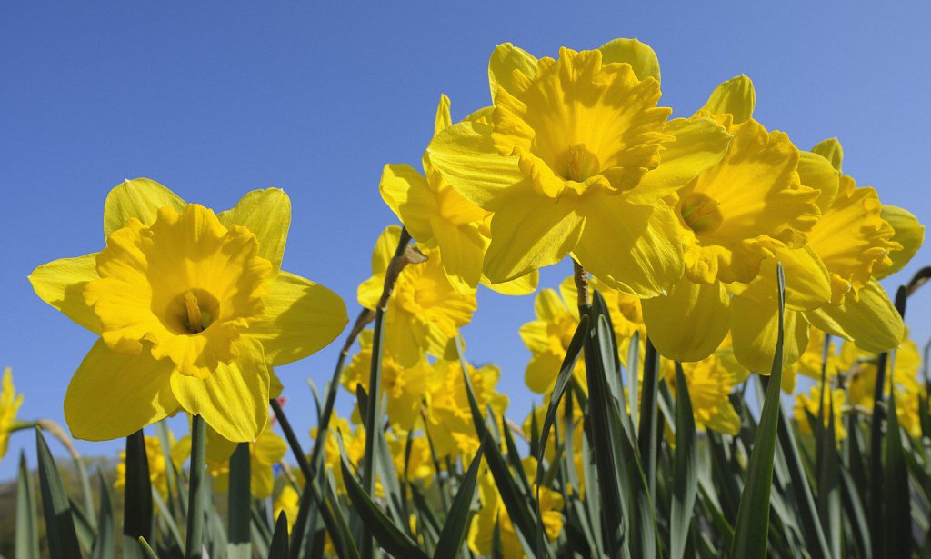 inctapparel's tweet photo. Happy saint davids day all! Remember to do the little things #saintdavid #wales #cymru #world #celebrate https://t.co/U6dEzVMSxE