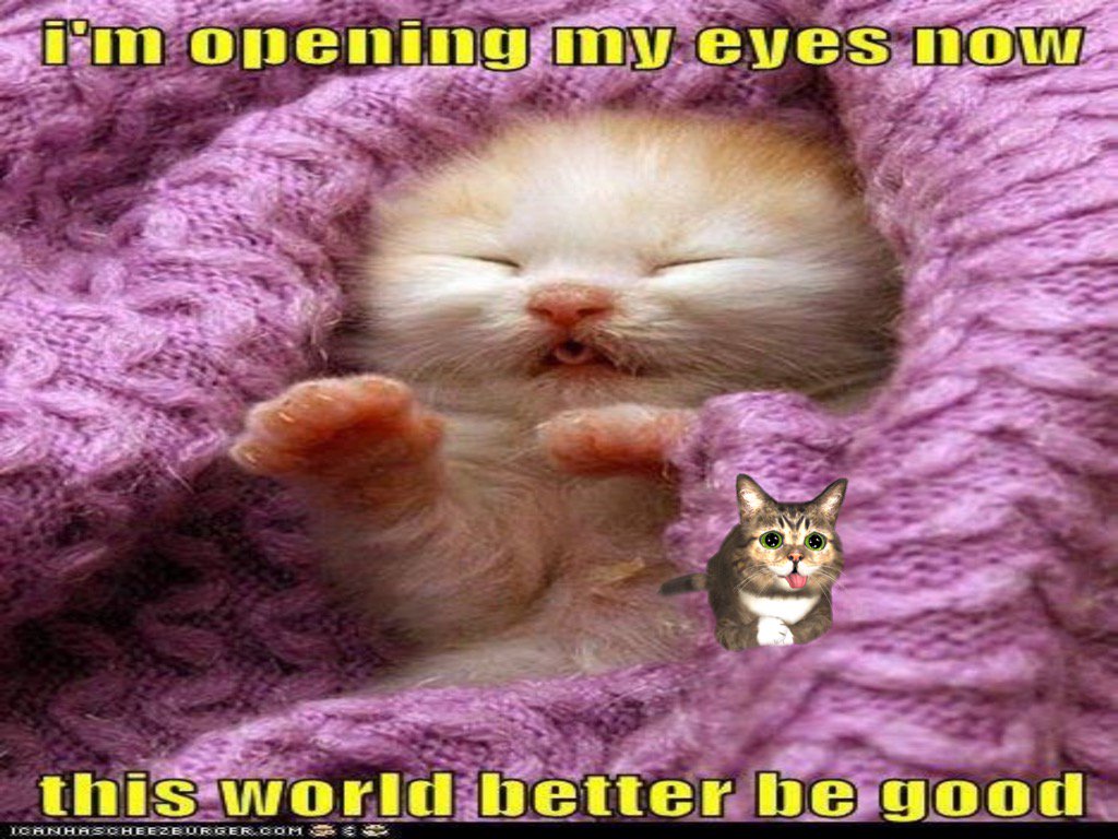 katnick4ever's tweet photo. Check out my #InstaKitty3D https://t.co/NDd7esfNgy https://t.co/Gbj4eYx355