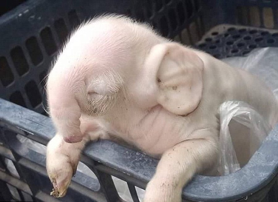 Pig or elephant? A mutated piglet in Cambodia seems like a hybrid with