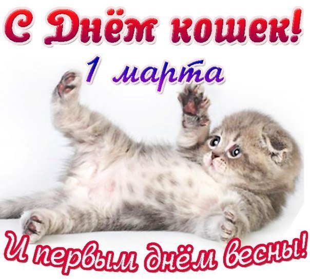 Открыток, прикольные картинки с днем кошек