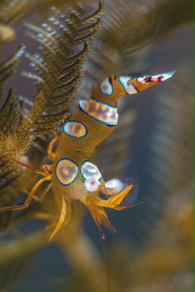 PLOUF Diving - Bali tweet media