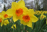RightsforusR4U's tweet photo. Cael dydd gwyl Dewi hapus - Have a happy Saint David's Day - A celebration of Welsh heritage and culture. https://t.co/K12FkczWi5
